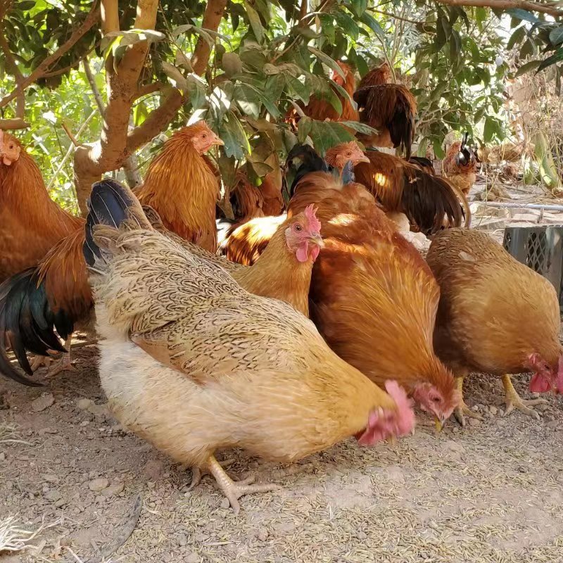 土鸡养