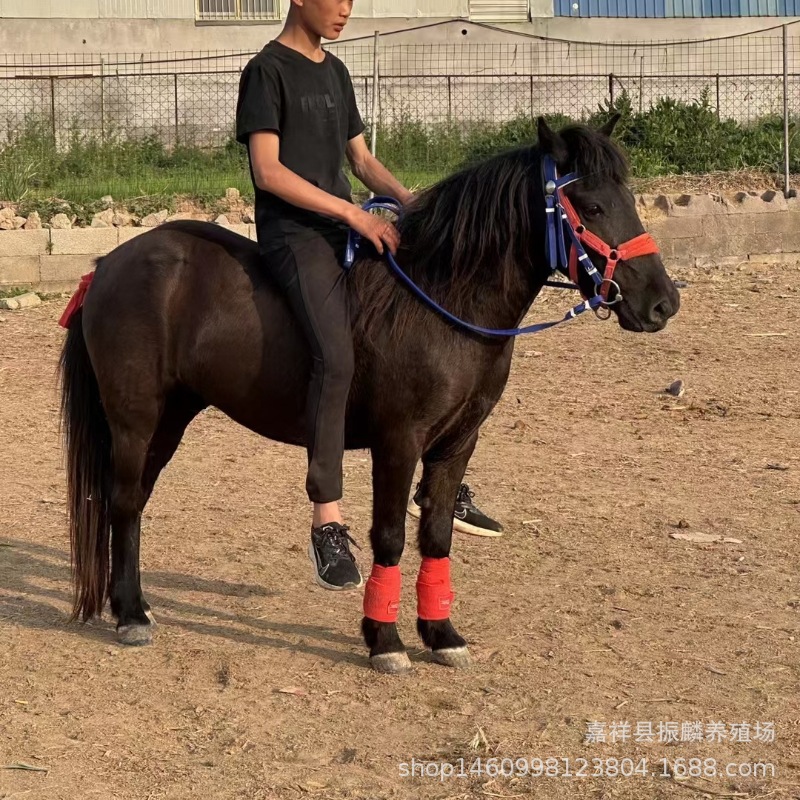 旅游影视骑乘温血马活体教学骑乘温血马价格温血马马驹多少钱一匹