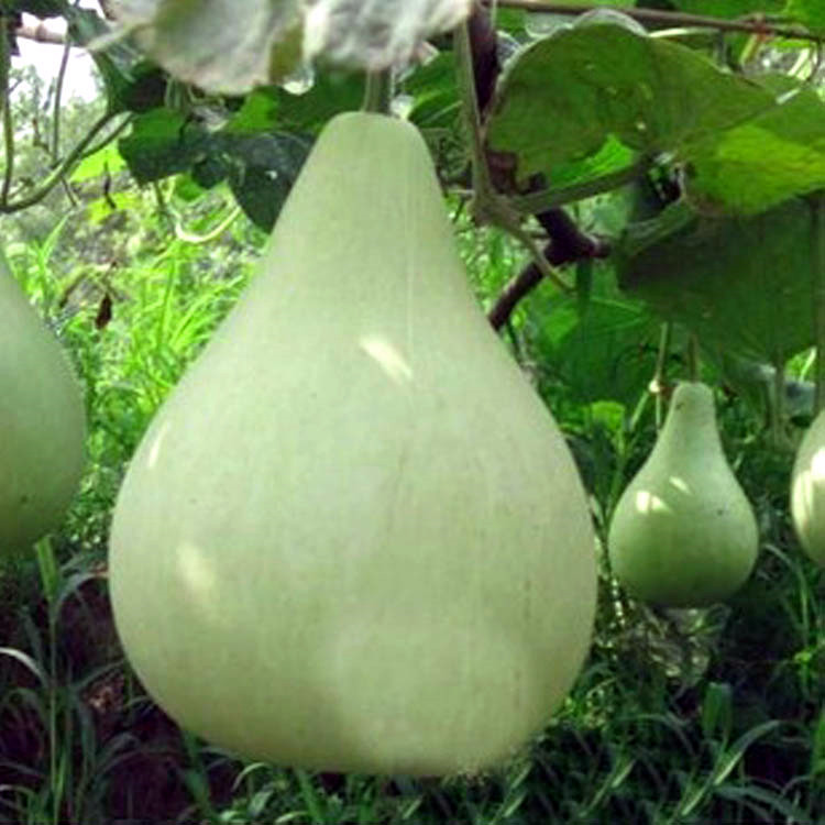 农家圆瓢菜葫芦种孑可做瓢瓠子老口感庭院菜园种植四季播蔬菜种子