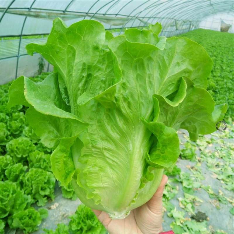 意大利耐抽苔生菜种子耐热耐寒全年奶油生菜种籽四季阳台蔬菜种孑