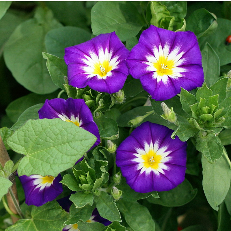 三色旋花种子攀援植物朝颜花种籽庭院阳台盆栽春播夏秋开花种籽