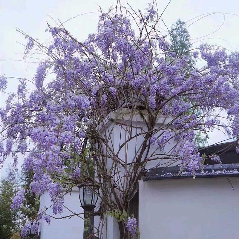 紫藤花爬藤攀援植物紫藤萝老桩花园庭院楼顶大盆景盆栽宠物及园艺