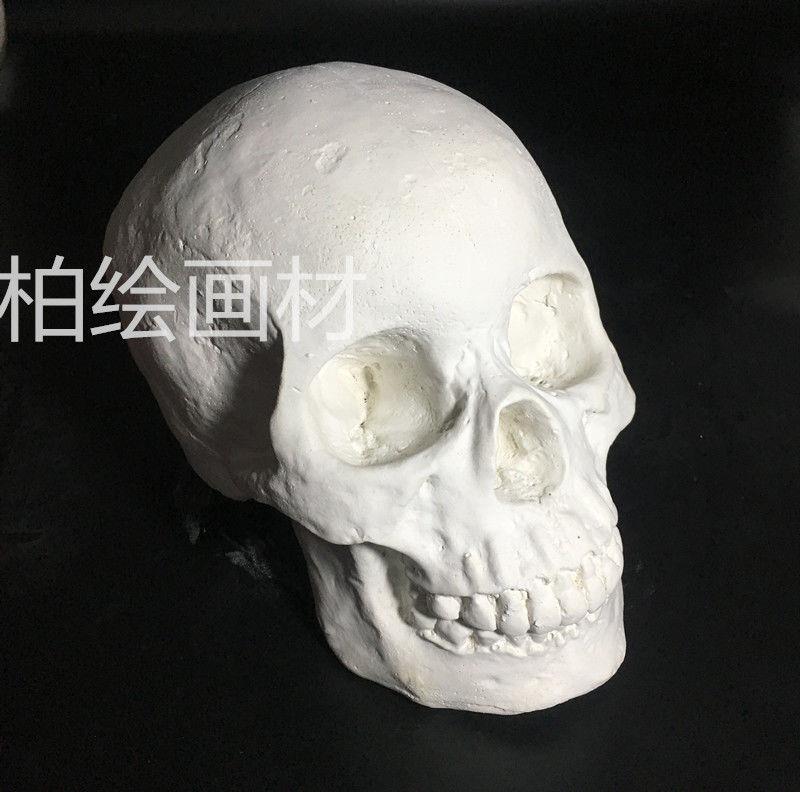 头骨石膏像素描教具男女头骨石膏像女头骨石膏像解剖头肌石膏头骨