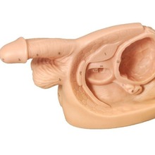 仿真人体生殖器官医学护理导尿模型男/女性内外生殖及导尿模块