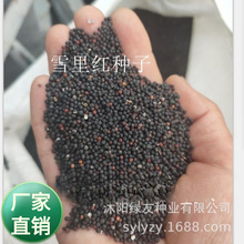批发素菜种子 雪里红种子 雪里红 是十字花科，芸苔属芥菜的栽培