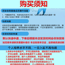 QGSO红绿灯小型灯科鱼热带观赏鱼淡水宝莲灯鱼活体鱼孔雀鱼群游鱼