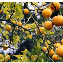 枸橘种子枳壳小叶香橙种子嫁接砂糖橘柑橘类果树砧木种籽篱笆树种