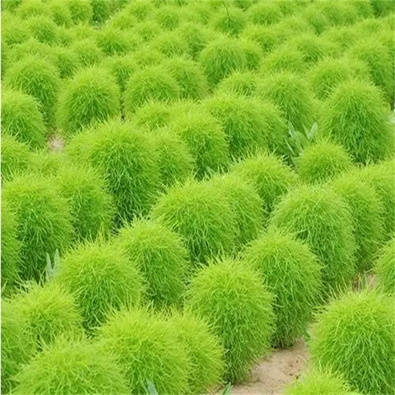 地肤种子 扫帚子笤帚药用地肤子观赏园林用途落帚地伏 铁扫把种子