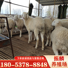 绵羊养殖批发出售 小尾寒羊  黑头杜泊羊 小羊羔活体 种羊价格