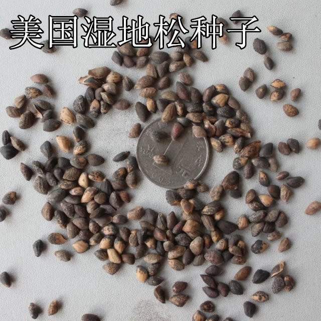 白皮松种子 雪松 华山松 黑松种子 马尾松 油松种子 松树种子