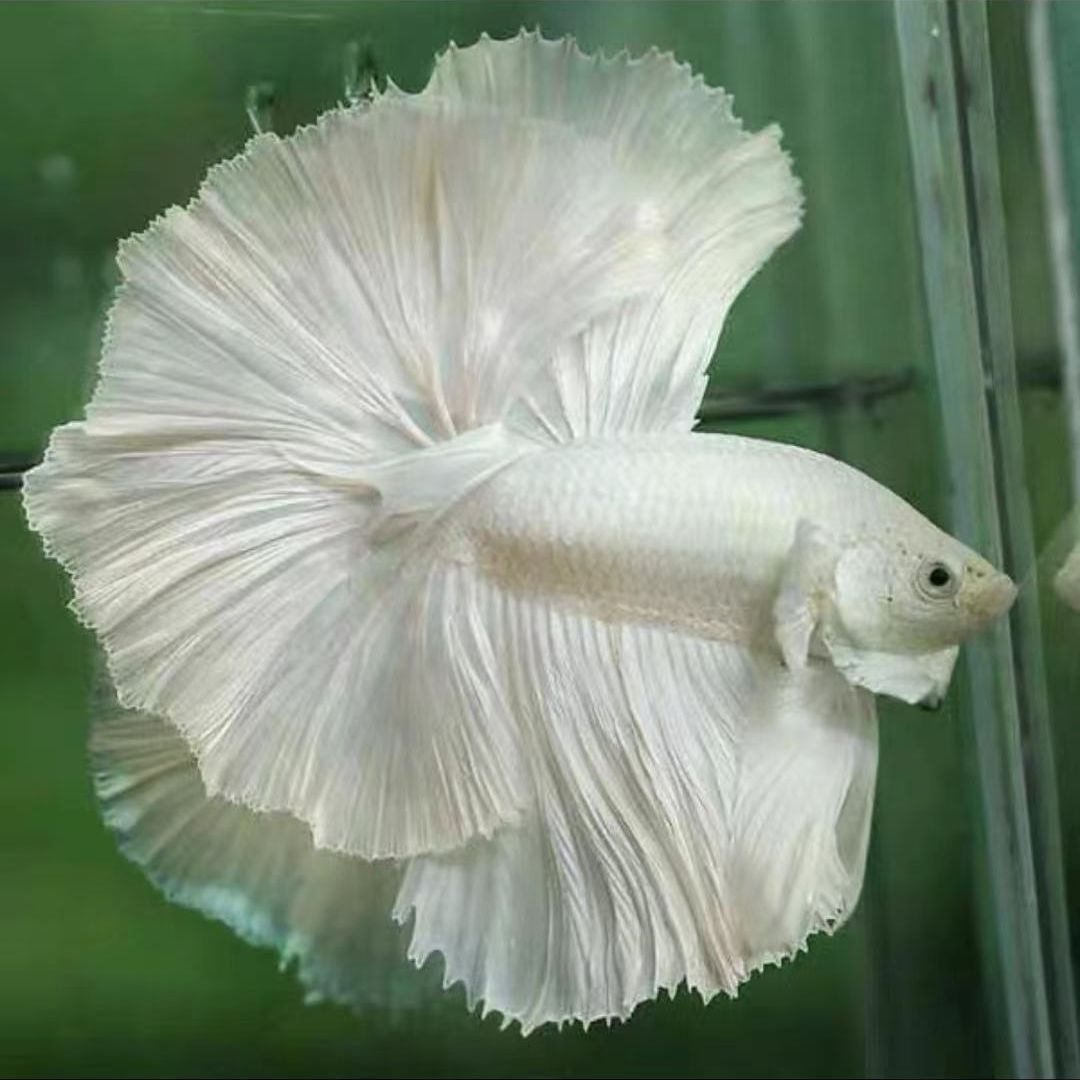 泰国斗鱼繁殖组糖果白色半月观赏鱼热带鱼苗大量批发