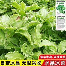 水晶冰菜种子 蔬菜籽种子盆栽苗冰草菜籽种阳台四季稀有野菜