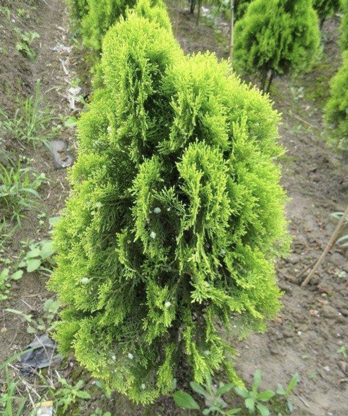 高速行道洒金柏小苗 黄头柏 松柏树 侧柏树苗 扁柏 圆柏 清明柏