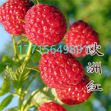 红树莓苗盆栽南北方种爬藤果树苗覆盆子苗双季黄树莓果苗当年结果
