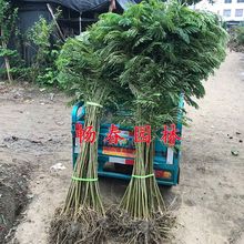 合欢树苗绒花树苗合欢苗芙蓉花树苗庭院盆栽合欢树苗绿化工程苗