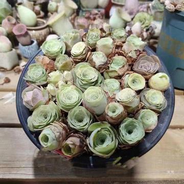 山地玫瑰多肉植物组合30颗20.