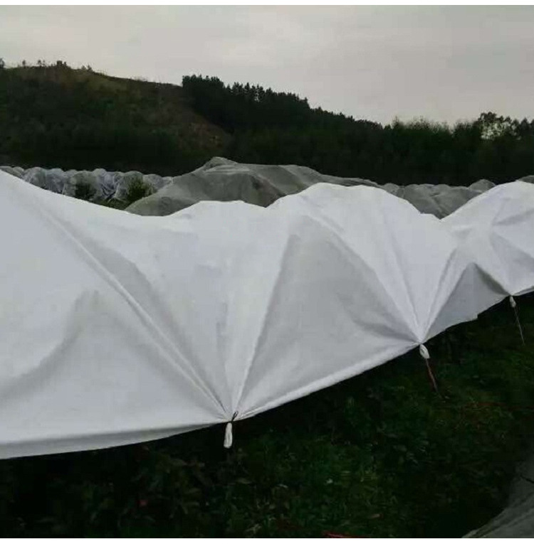 柑橘果树防寒布植物防寒防冻透气不烧果保暖膜防雨水无纺布保温布