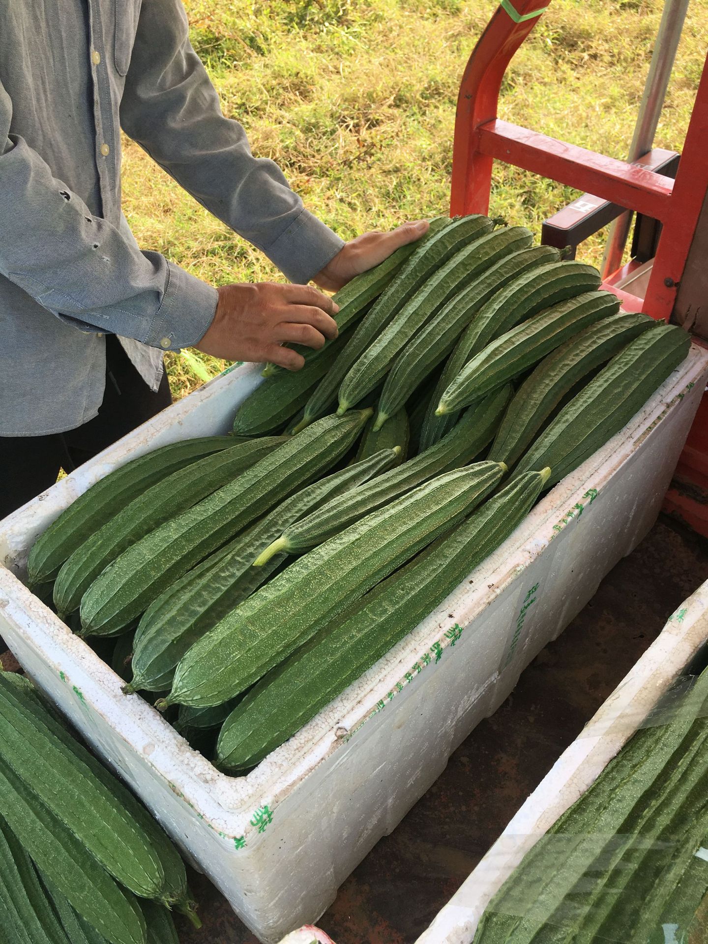 广东丝瓜新鲜棱丝瓜八角瓜长肉丝瓜水瓜鲜甜农产品