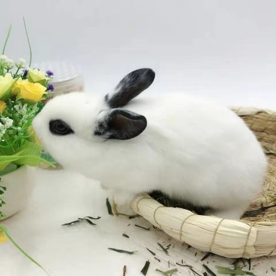 兔子活体大型肉兔子小白兔新西兰肉兔兔苗小兔子比利时肉兔青紫兰
