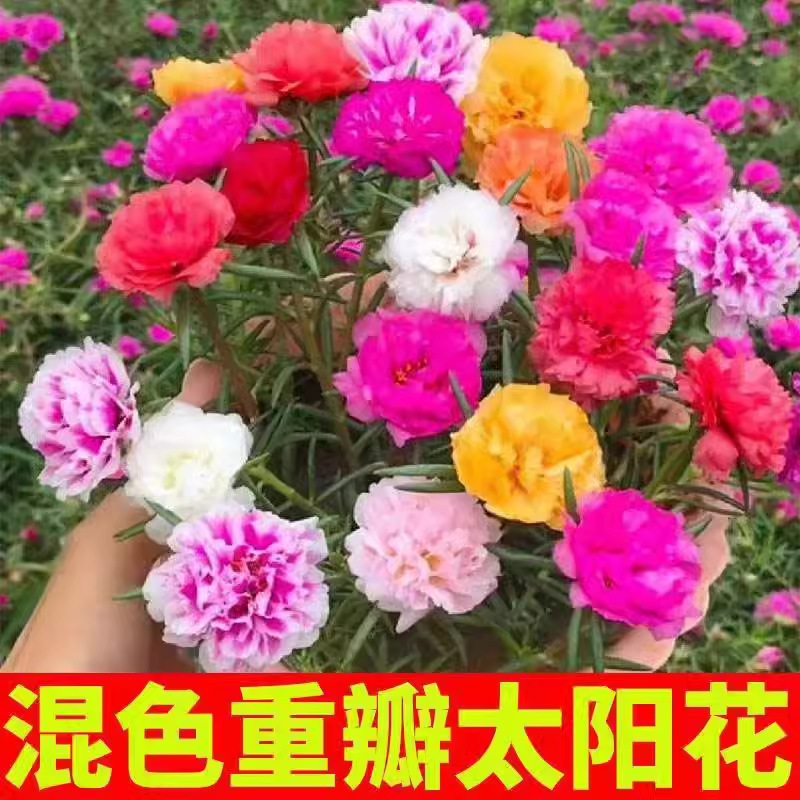 太阳花种子重瓣多季 易种易活花籽秋冬室内外阳台盆栽庭院开花