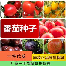 厂家直销四季番茄种子批发大棚基地蔬菜种子2件起发可代发可授权