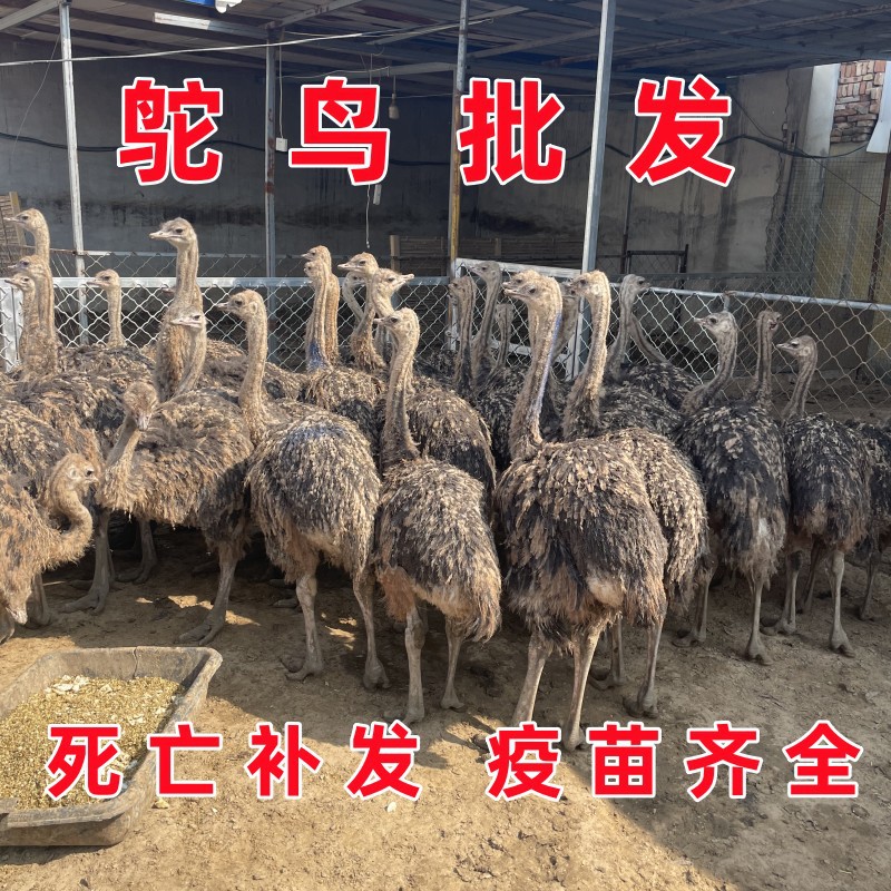 非洲鸵鸟幼苗一对公母活体幼苗脱温幼崽活苗澳洲大驼鸟仔养殖
