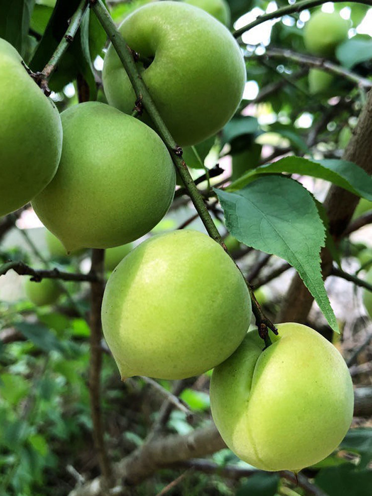 青梅诏安果新鲜现摘大果高山酸梅子泡酒酵素水果厂家批发网红