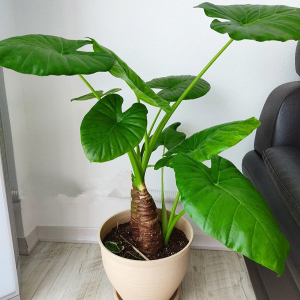 滴水观音水培植物好养殖室内桌面净化空气耐阴好养老桩盆栽-阿里巴巴