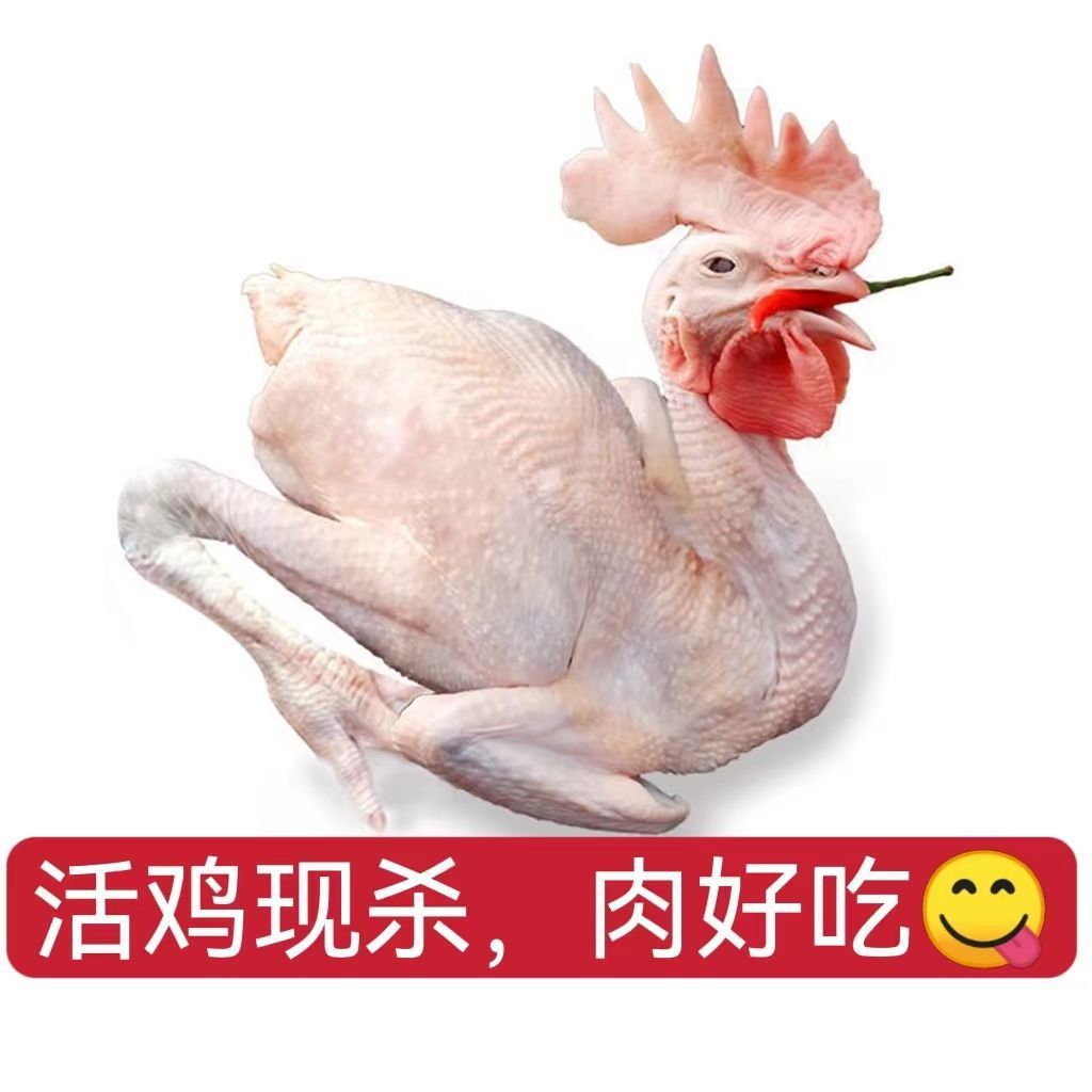 大公鸡农家散养笨公鸡新鲜鸡肉整只走地鸡草鸡柴鸡跑山鸡活鸡现杀