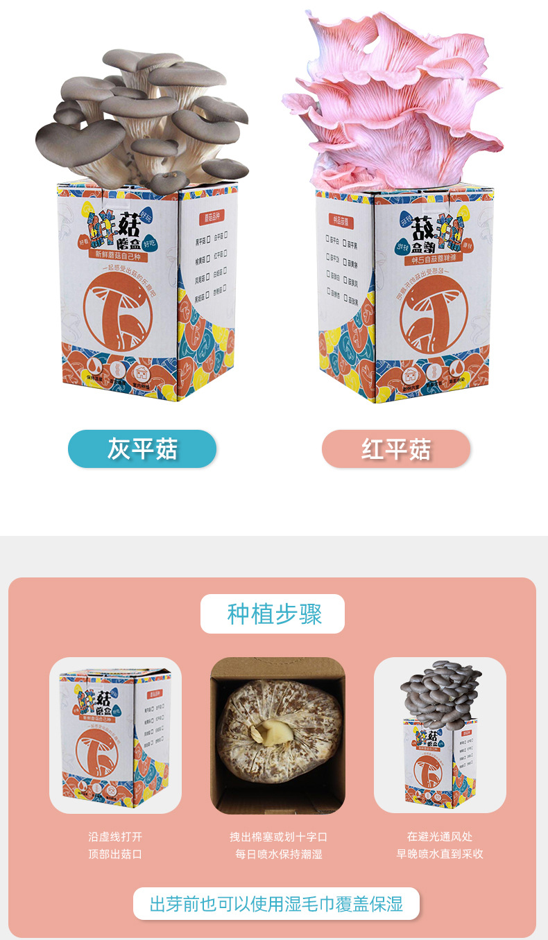 蘑菇盒子种植包可食用平菇菌包儿童自己种蘑菇幼儿园diy礼品摆摊