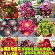 多肉植物超大法师多头低价批发花卉花盆栽精品套餐园艺盆栽