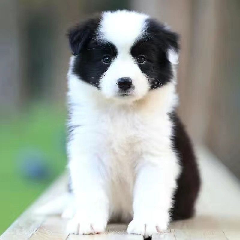 纯种边境牧羊犬幼犬活体黑白色咖啡陨石色智商高家养宠物狗狗活物
