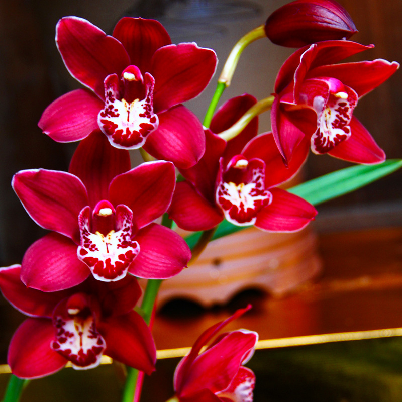 名贵兰花苗【仙山红】建兰盆栽室内花卉四季绿植阳台兰草浓香型