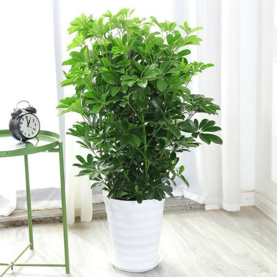 八方来财鸭脚木盆栽绿植花卉室内好养发财树招财树