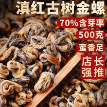 【滇红金螺】2023新茶云南凤庆滇红茶特级蜜香正宗金螺高品质