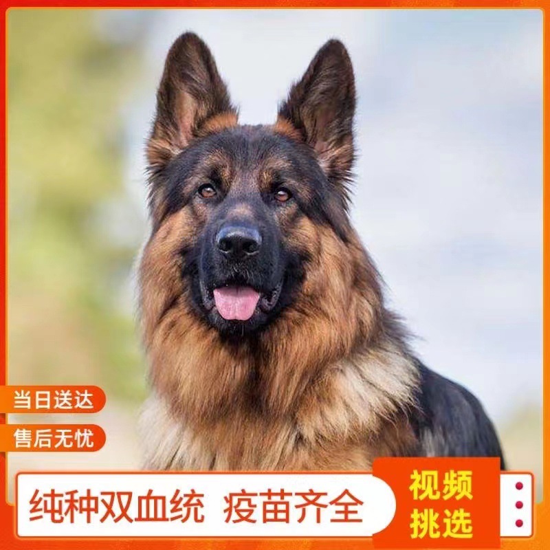 纯种德国牧羊犬活体警犬德系黑背德牧幼犬狼狗弓背大型德国牧羊犬