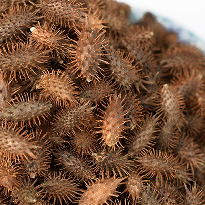 0成交0件辛夷花粉鹅不食粉苍耳子粉独立包装辛夷花苍耳子鹅不食草通