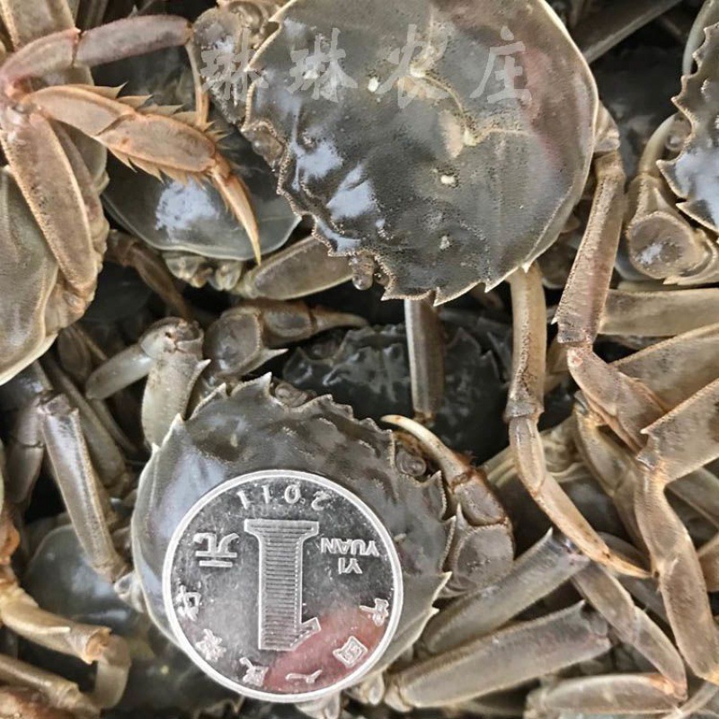 母一元蟹鲜活小螃蟹毛蟹老头蟹河蟹单只0.3-0.5两香辣醉蟹速卖通