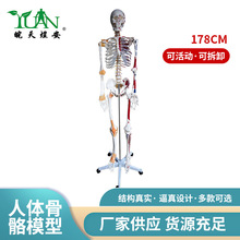 人体骨骼肌肉分布着色模型 骨架骨骼标本仿真医学教学模型178cm
