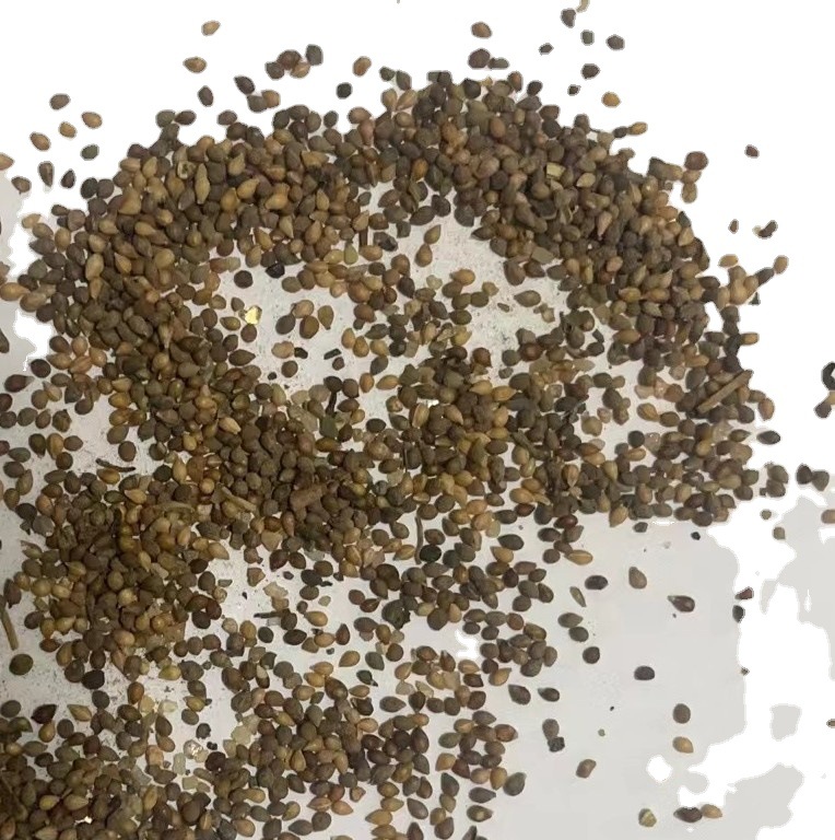 批发优质草本花卉种子紫花地丁园林景观种植 耐荫耐寒 量大从优