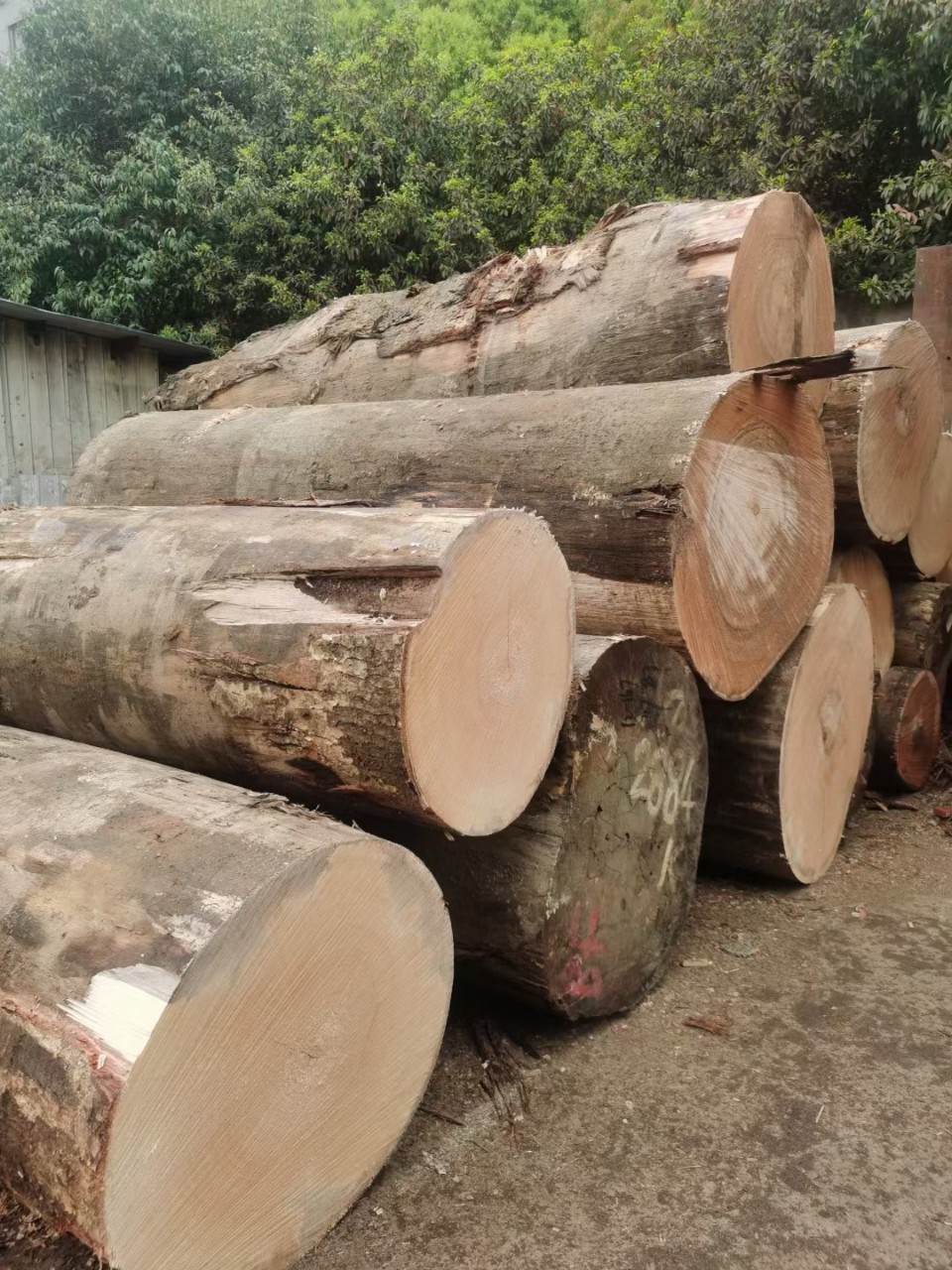 漆木原木 漆木板材 红胡桃板材 坎诺漆 规格齐全 奥古曼-阿里巴巴