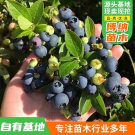 耐寒盆栽果树苗 南北方种植奥尼尔大苗庭院阳台大果蓝莓树苗蓝莓