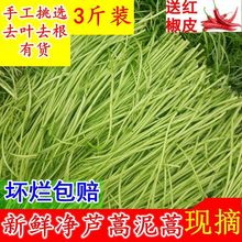 芦蒿新鲜藜蒿去叶切根藜蒿当天现摘现发脆嫩泥蒿柳蒿野生黎蒿新鲜