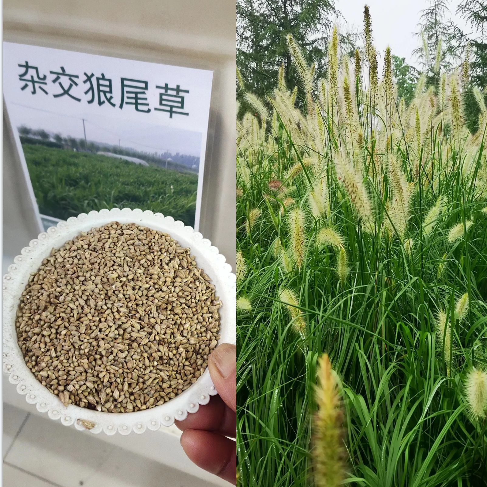 批发 高产多用途牧草种子 黑麦草 垂穗冰草 杂交狼尾草等-阿里巴巴