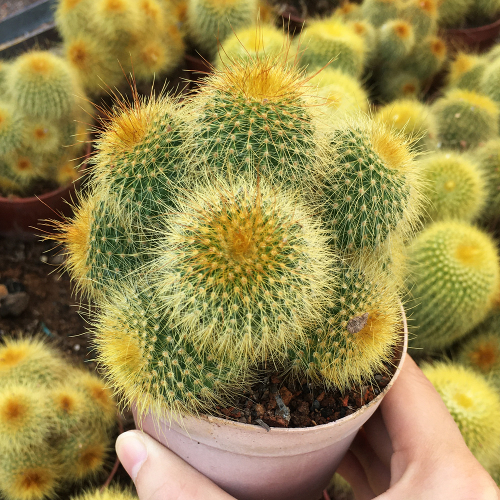 金丝猴多头群生仙人球 防辐射盆栽绿植 多肉植物-阿里巴巴