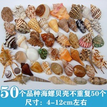 寄居蟹天然海螺贝壳小礼物换壳造景装饰鱼缸水族箱收藏海星工艺品