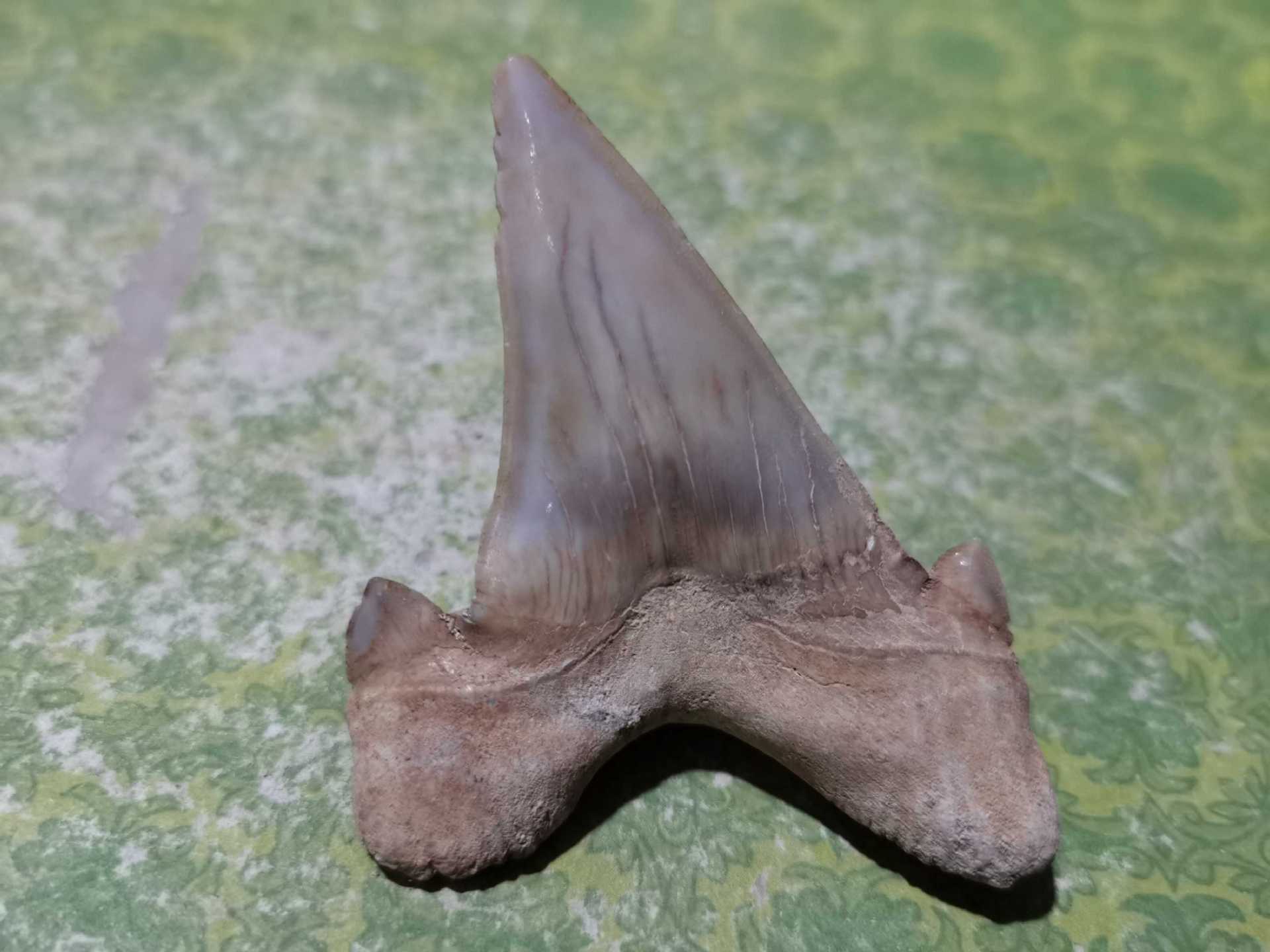 鲨鱼牙齿化石橱窗展示标本鲨鱼牙齿古生物化石教学科普收藏