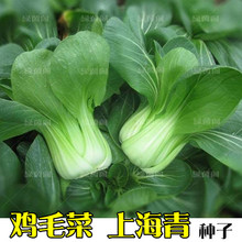 上海青鸡毛菜种孑青梗菜种子小白菜油菜籽耐热耐寒四季播蔬菜种子