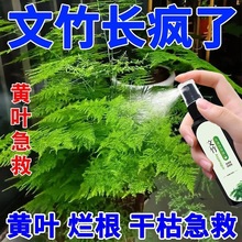 免稀释文竹专用肥营养液家用盆栽养花植物通用液体肥水土培花肥料