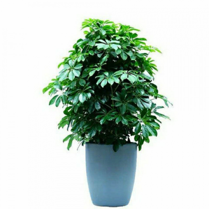 【包成活】鸭脚木盆栽八方来财绿植发财树鸭掌木阳台室内常青花卉